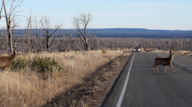 deer crossing road and car is coming