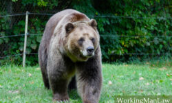 What To Do if You’re Injured by a Bear at Work